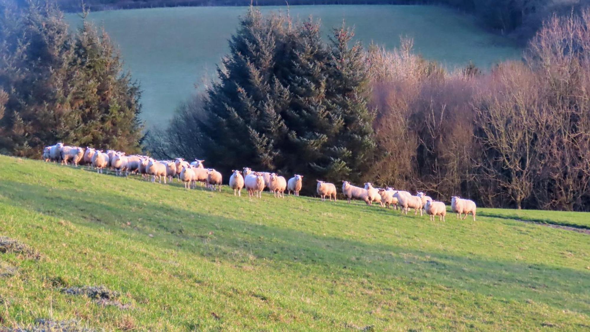 Vale Farm Cottages Brecon Ngoại thất bức ảnh